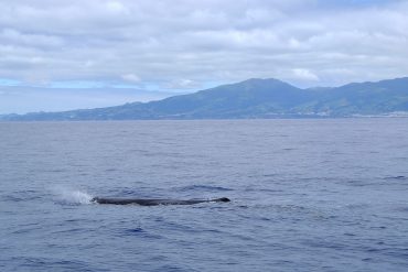 Obserwacja wielorybów Azory